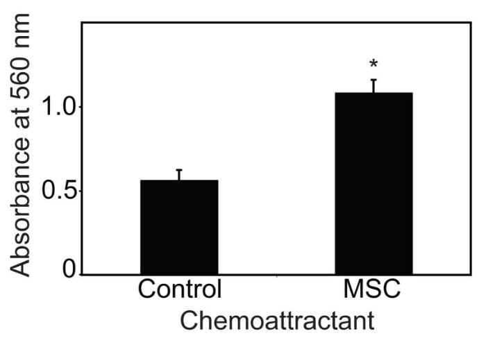 Mesenchymal stem cells induce dermal fibroblast responses to injury