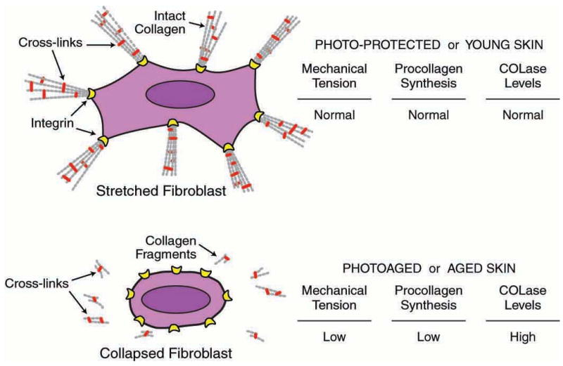 Looking older: fibroblast collapse and therapeutic implications