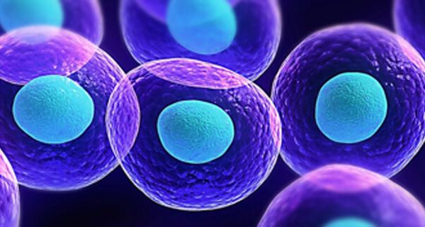 How Do Stem Cells Assist Healing?